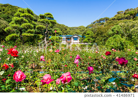 鎌倉文學館玫瑰園 41486971