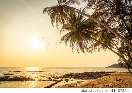 Coconut palm tree 41487204