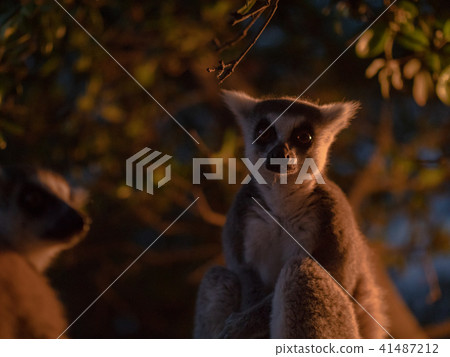 Wolverine lemur Wolverine lemur 41487212
