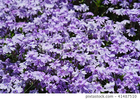 Shibazakura with beautiful light purple color 41487510