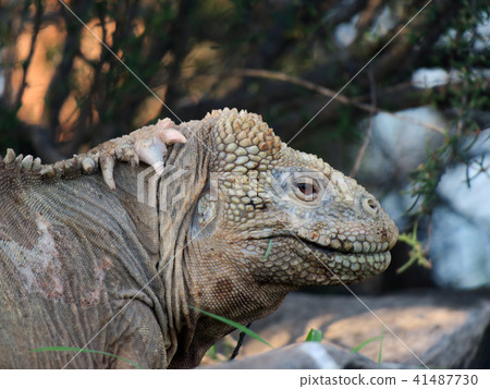 Santa Fe recuiguana 41487730