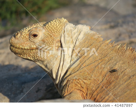 聖達菲recuiguana 41487897