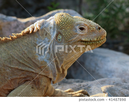聖達菲recuiguana 聖達菲recuiguana 41487898