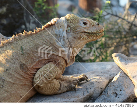 聖達菲recuiguana 聖達菲recuiguana 41487899