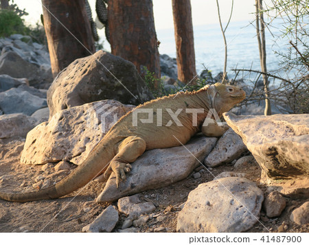 聖達菲recuiguana 聖達菲recuiguana 41487900