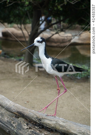 Chloe Reit Seitacasigi動物園 Chloe Reit Seitacasigi動物園 41488387