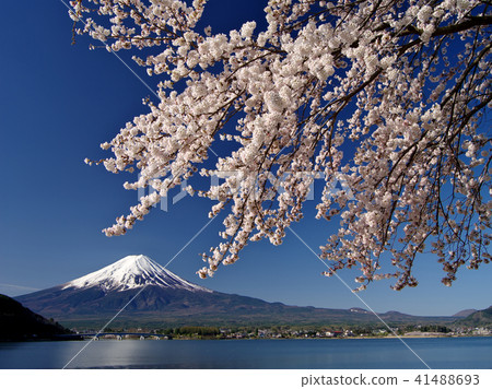 Cherry-blossoming Kawaguchiko 41488693