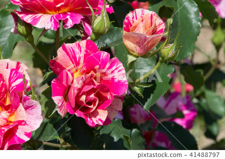 Edgar Degas 41488797