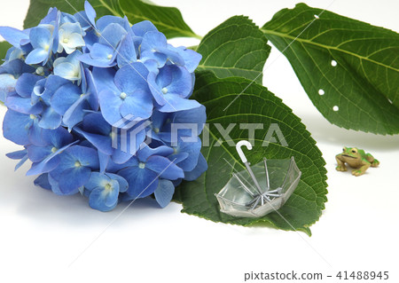 雨季的八仙花屬傘霜圖像 雨季的八仙花屬傘霜圖像 41488945