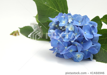 雨季的八仙花屬傘霜圖像 雨季的八仙花屬傘霜圖像 41488946
