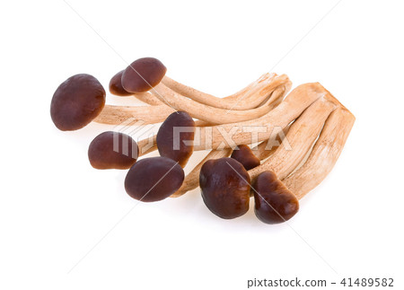 Matsutake mushrooms isolated on white background 41489582