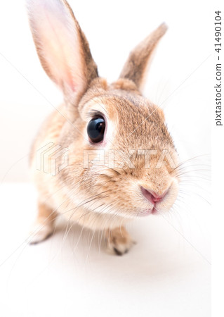 在演播室射擊的一隻逗人喜愛的兔子 在演播室射擊的一隻逗人喜愛的兔子 41490104