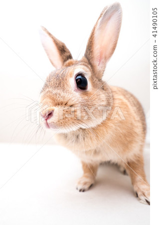 在演播室射擊的一隻逗人喜愛的兔子 41490105