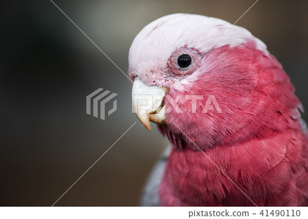 Large pink and grey Galah. 41490110