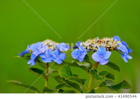 Hydrangea flower well matches the rice paddy field 41490544