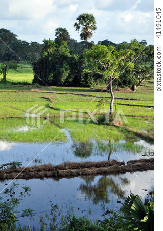 Home town Sri Lanka Home town Sri Lanka 41491045