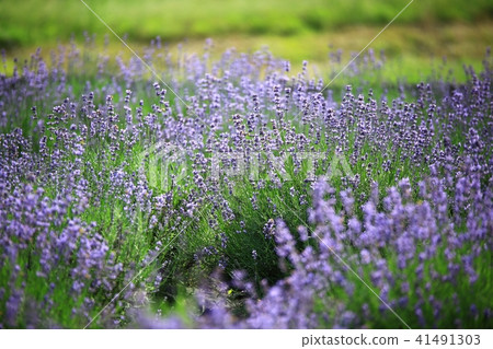I'm scented with lavender! I'm scented with lavender! 41491303