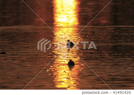 鸊鷉 鸊鷉 41491420