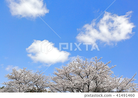 Cherry Blossoms	 41491460