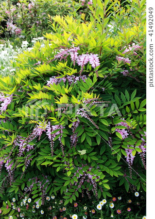 Niwa Fuji in full bloom Niwa Fuji in full bloom 41492049
