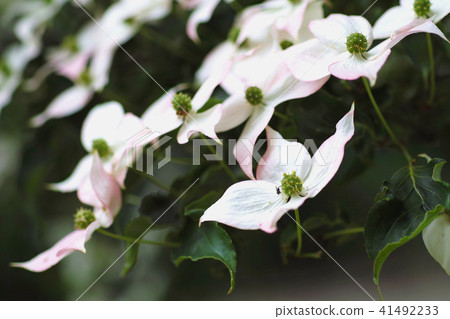 Flowers 41492233