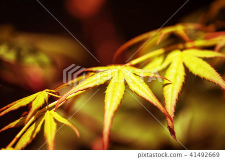 Red and yellow autumn leaves 41492669