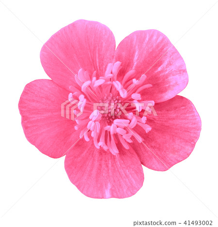 Wild flower pink buttercup, isolated on a white Wild flower pink buttercup, isolated on a white 41493002