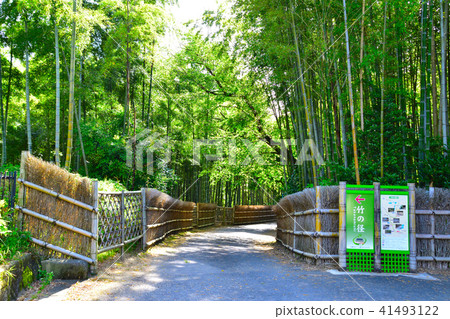 Otomi Bamboo直徑 Otomi Bamboo直徑 41493122