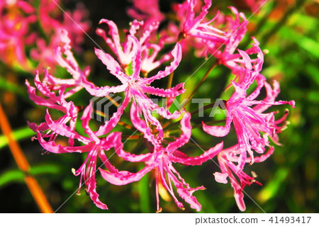 Nerine（鑽石百合） 41493417
