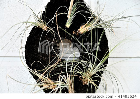 Air plants 41493624