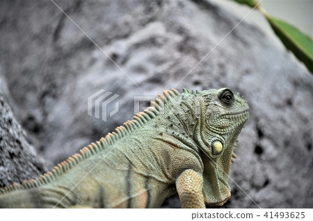 鬣蜥 鬣蜥 41493625