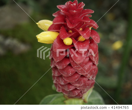 Coss Barbass Coss Barbass 41494765