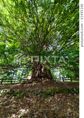 Golden water pine 41495146