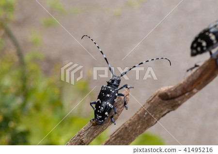 Lady beetle 41495216
