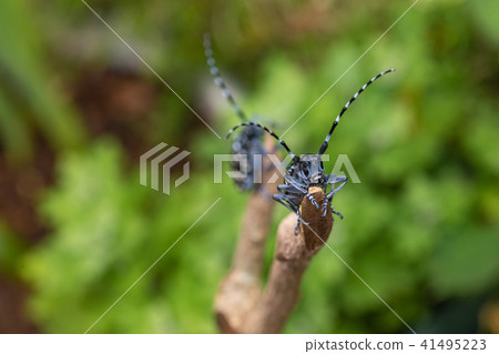 Lady beetle 41495223