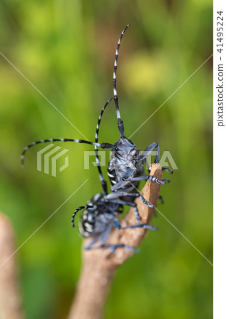 Lady beetle Lady beetle 41495224