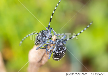 Lady beetle 41495225
