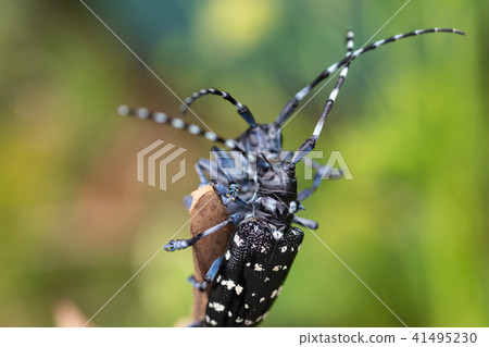 Lady beetle 41495230