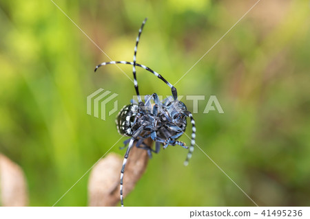 Lady beetle Lady beetle 41495236