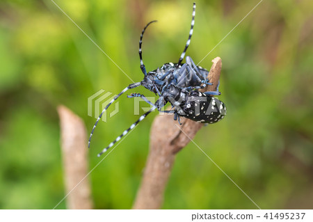 Lady beetle Lady beetle 41495237