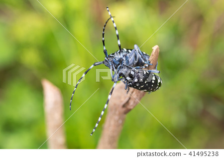 Lady beetle 41495238
