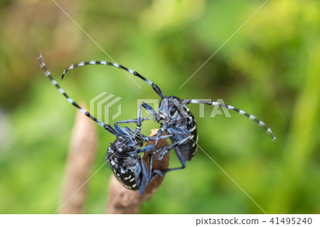 Lady beetle 41495240