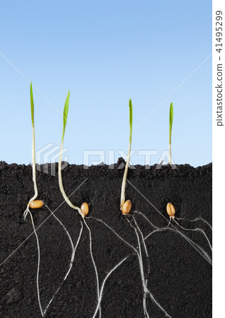 Germinating cereal 41495299