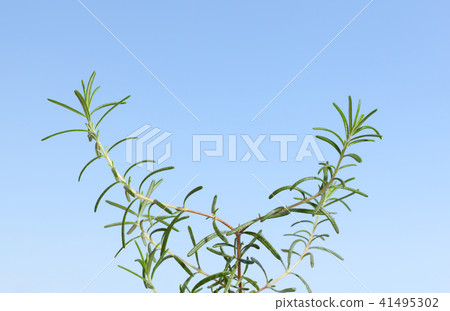 Rosemary twig 41495302