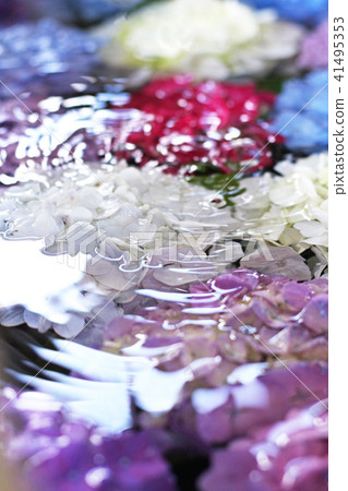 Hydrangea 7 in the water Hydrangea 7 in the water 41495353
