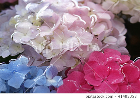 Hydrangea 11 in the water 41495358