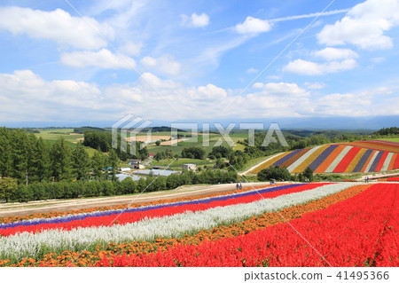 Colorful flowers Colorful flowers 41495366