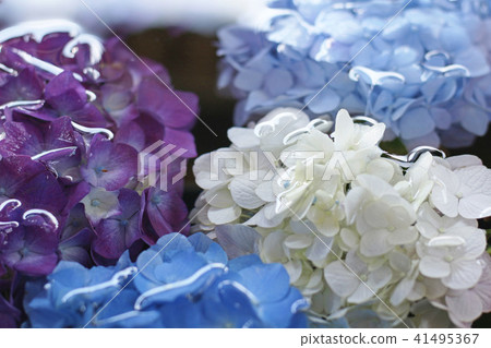 繡球花16在水中 繡球花16在水中 41495367