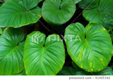 Background of Beautiful Elephant Ear or Colocasia Background of Beautiful Elephant Ear or Colocasia 41495392