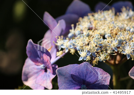繡球 41495917
